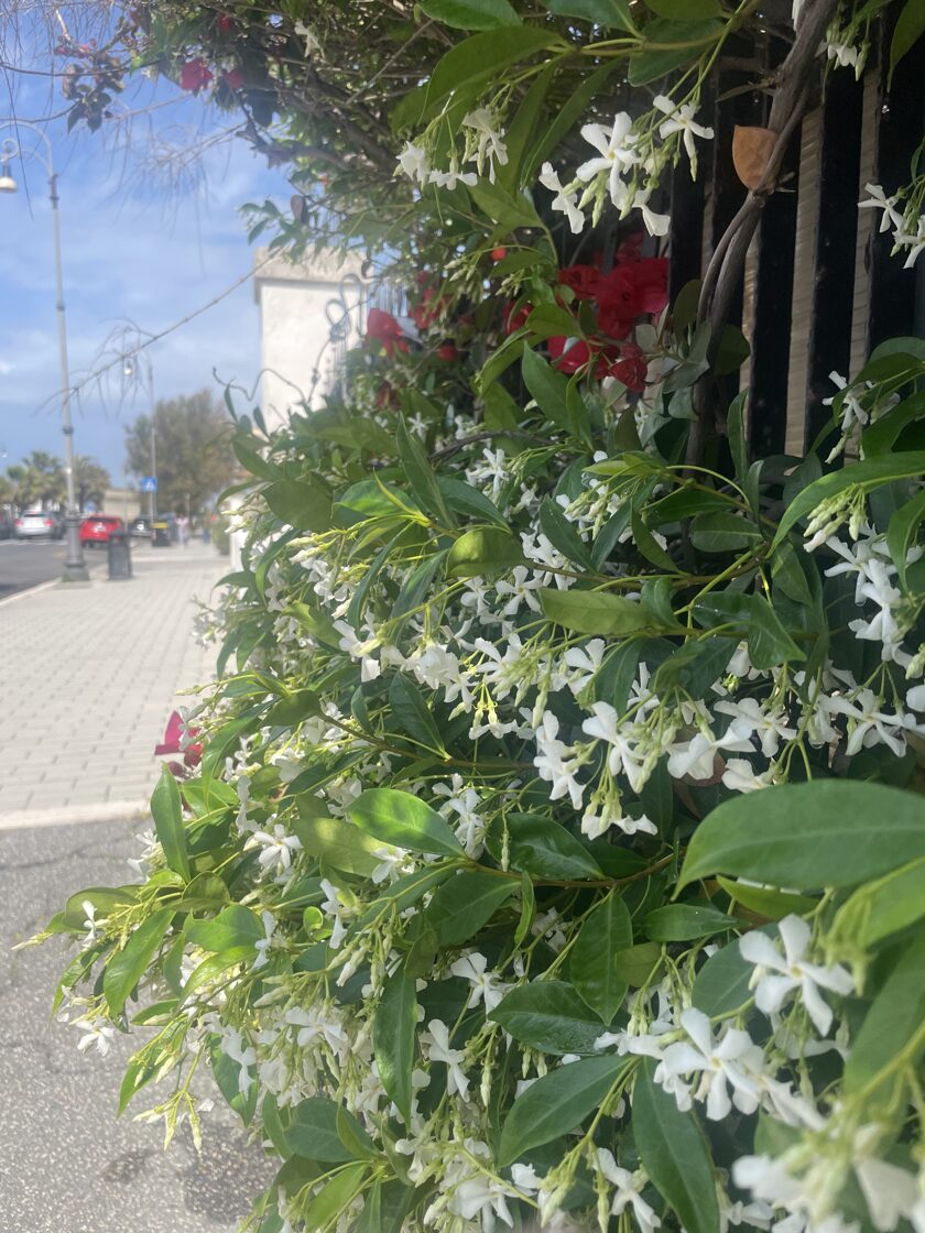 IMG_1512.jpeg